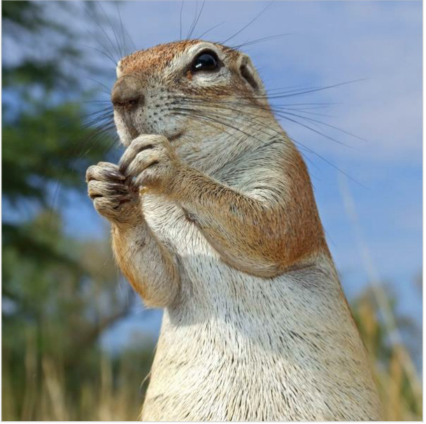 Турбо-Суслик